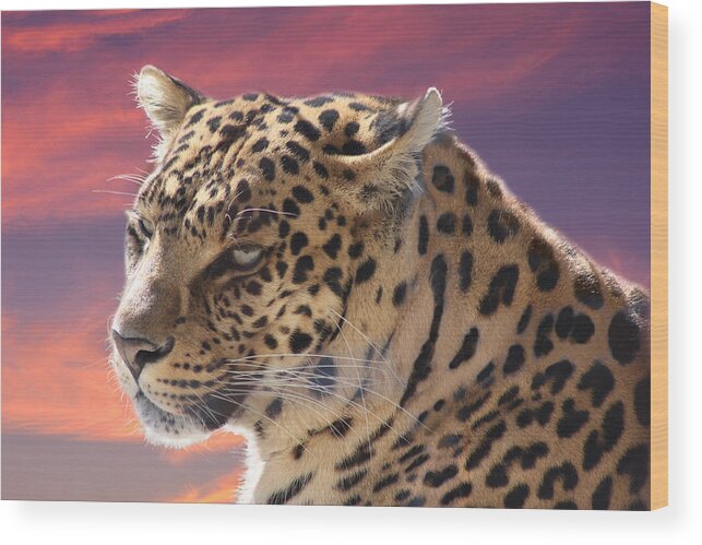 Leopard Wood Print featuring the photograph Leopard Portrait by Michele A Loftus
