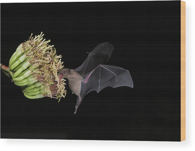Mp Wood Print featuring the photograph Lesser Long-nosed Bat Leptonycteris by Tom Vezo
