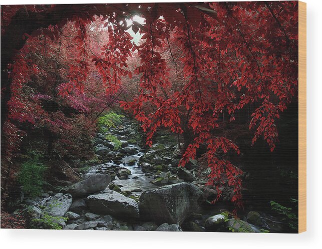 Smoky Mountain Stream Wood Print featuring the photograph Let's Dream Together by Mike Eingle