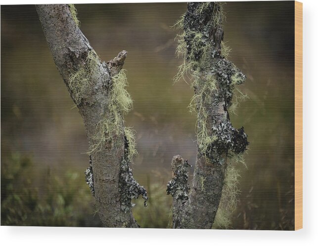 Tree Wood Print featuring the photograph Lichen on Tree Bark by Christopher Johnson