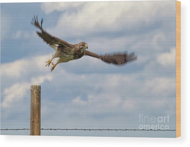 Sawinson's Hawk Wood Print featuring the photograph Liftoff by Jim Garrison