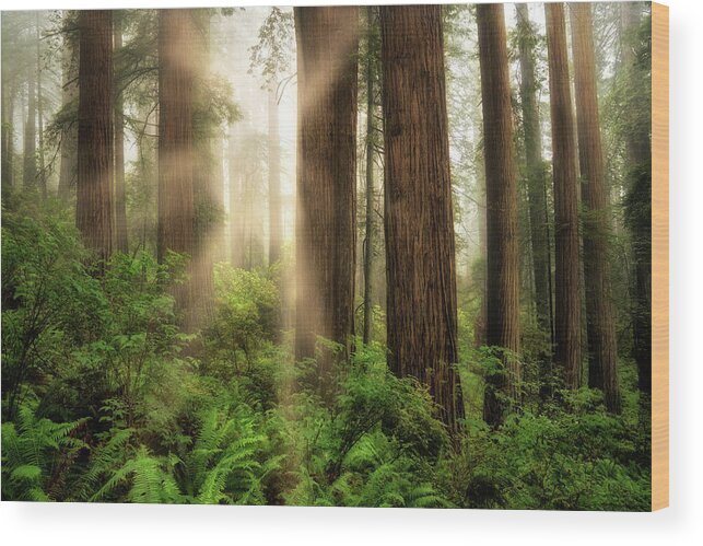 California Wood Print featuring the photograph Light Beams by Nicki Frates