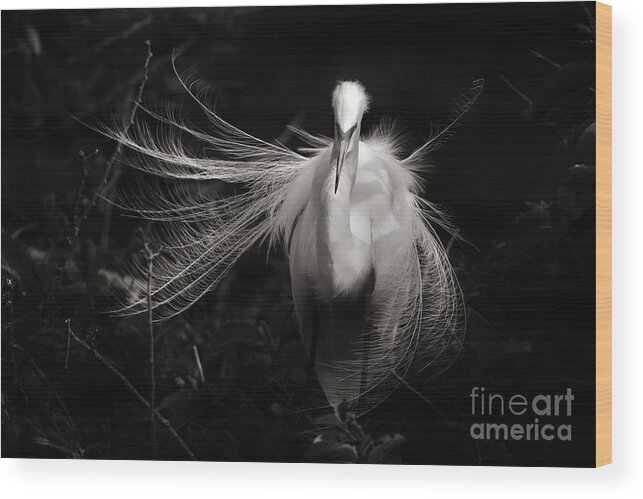 Great White Heron Wood Print featuring the photograph Light from Shadows by Julie Adair