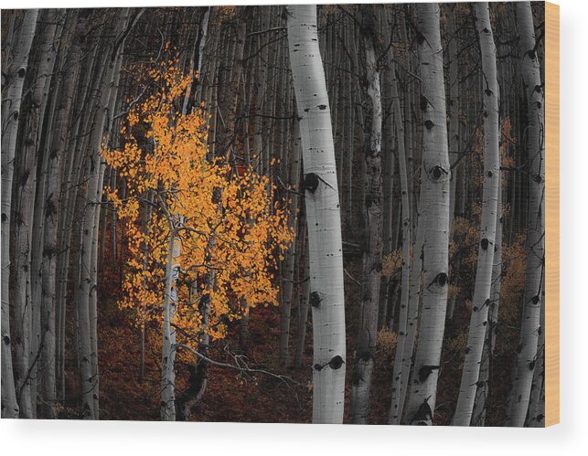 Aspen Trees Wood Print featuring the photograph Light of the Forest by Darren White