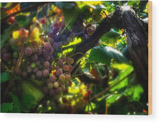 Grape Vine Wood Print featuring the photograph Light On The Fruit by Greg and Chrystal Mimbs