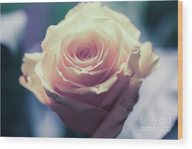 Art Wood Print featuring the photograph Light Pink Head Of A Rose On Blue Background by Amanda Mohler