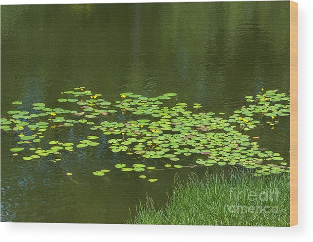 Lilly Pad Wood Print featuring the photograph Liily Pads Afloat by Dale Powell