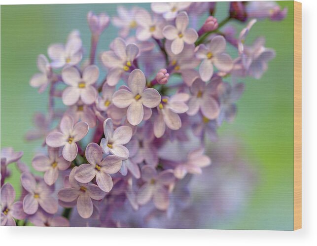 Lilac Wood Print featuring the photograph Lilac Blossom II by Mary Anne Delgado