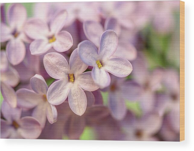Lilac Wood Print featuring the photograph Lilac Blossom by Mary Anne Delgado