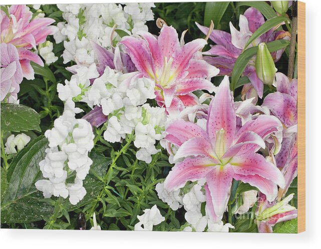 Pink Wood Print featuring the photograph Lilies and Snapdragons by Anthony Totah