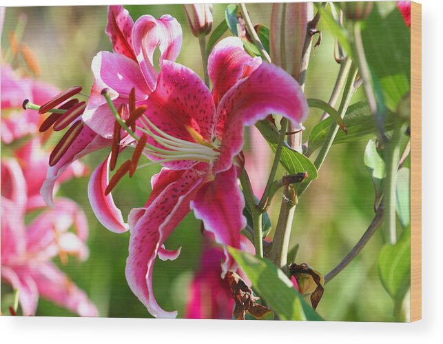 Pink Lily Wood Print featuring the photograph Lilies of the Field by Mary Gaines