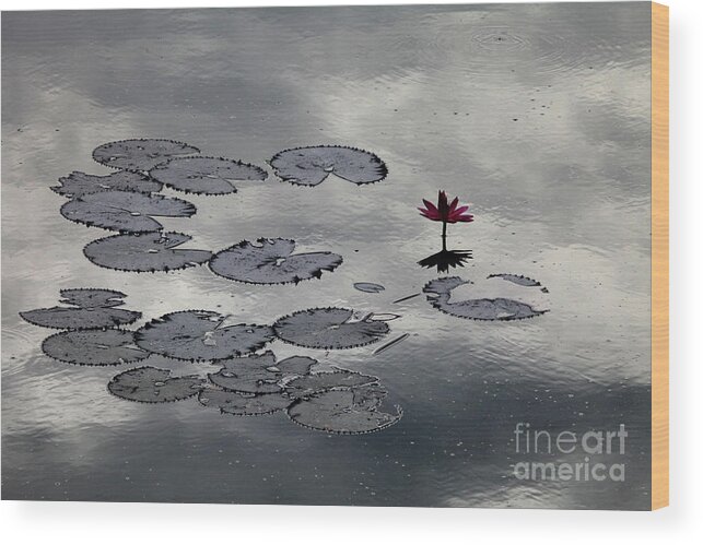  Wood Print featuring the digital art Lilly Mirror by Darcy Dietrich