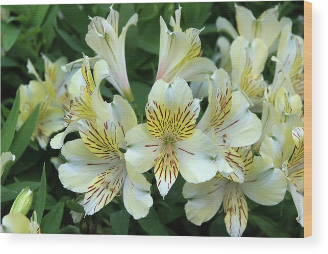 Lily Garden Flower Floral Yellow Red White Color Lilies Delaware Longwood Pennsylvania Macro Close Up Closeup Wood Print featuring the photograph Lily #61 by Raymond Magnani
