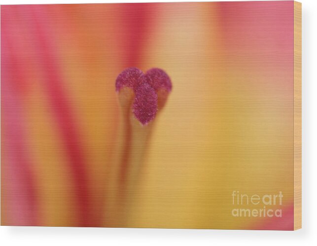 Red And Yellow Lily Wood Print featuring the photograph Lily Glory by Steve Purnell