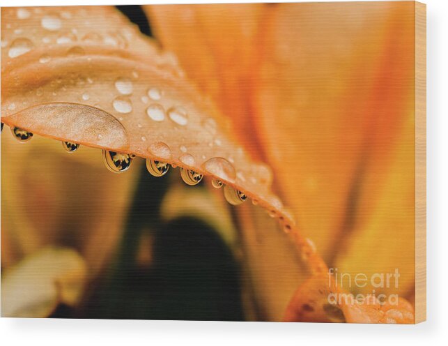 Lily Wood Print featuring the photograph Lily in the Rain by Thomas R Fletcher