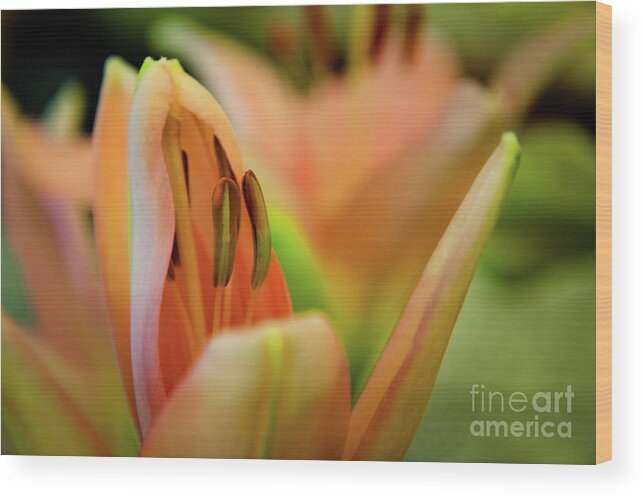 Flower Wood Print featuring the photograph Lily by Mariusz Talarek