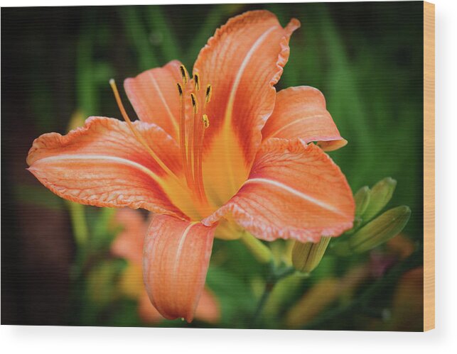 Flower Wood Print featuring the photograph Lily by Nicole Lloyd