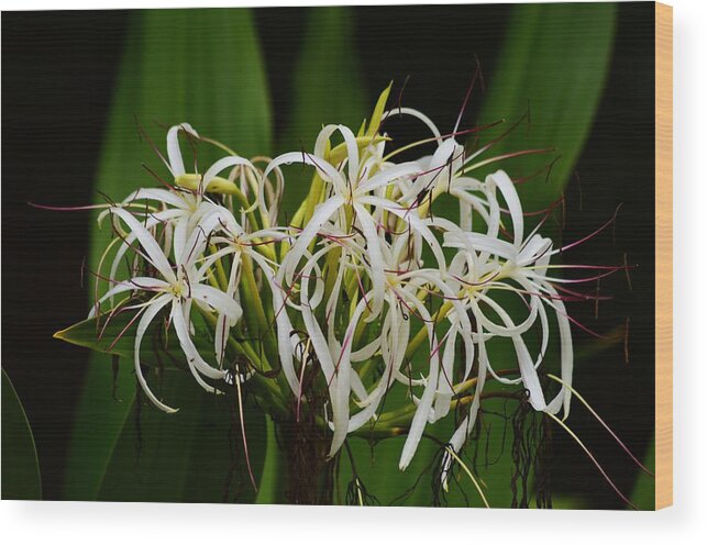 Lily Of The Nile Bloom Wood Print featuring the photograph Lily of the Nile Bloom by Warren Thompson