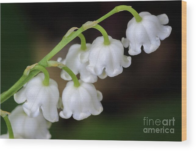 Lily Of The Valley Wood Print featuring the photograph Lily Of The Valley Flowers by Tamara Becker