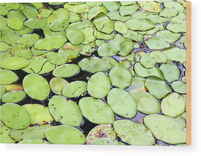 Lily Pads Wood Print featuring the photograph Lily Pads by Ellen Tully