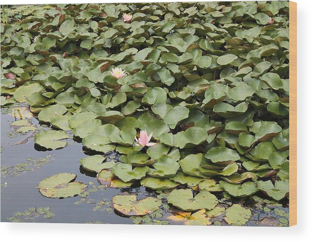 Nature Wood Print featuring the photograph Lily Pads by James Haney