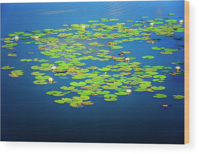 North Port Florida Wood Print featuring the photograph Lily Pads by Tom Singleton