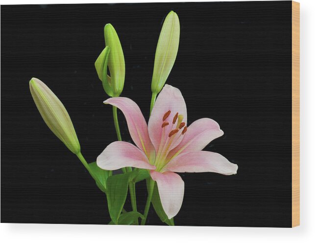 Floral Portraits Wood Print featuring the photograph Lily The Pink by Terence Davis