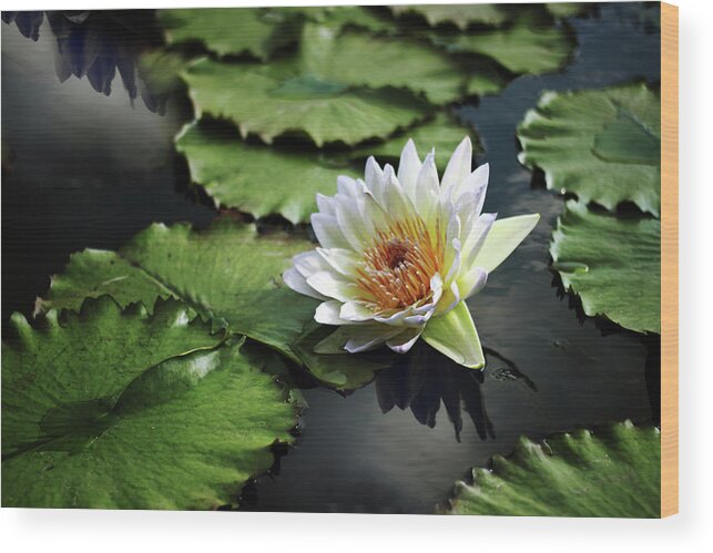 Lily Wood Print featuring the photograph Lily White by Jessica Jenney