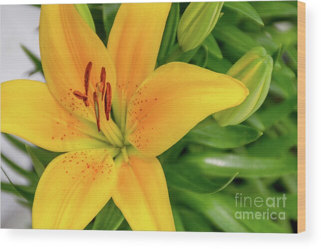 Lily Wood Print featuring the photograph Lily by William Norton