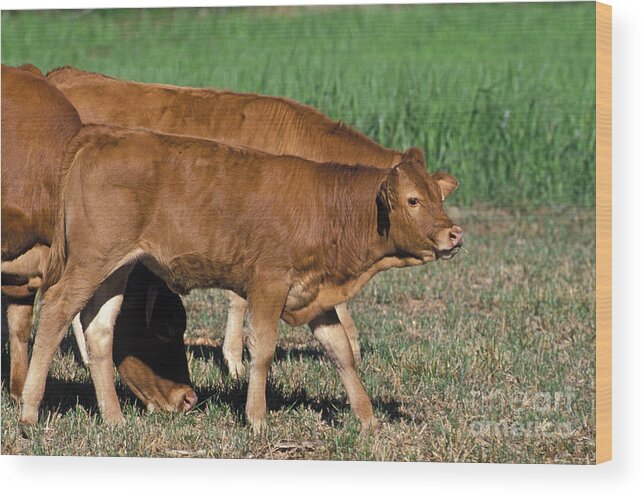 Adult Wood Print featuring the photograph Limousin by Gerard Lacz