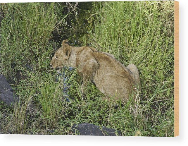 Africa Wood Print featuring the photograph Lion in a Cool Glade by Michele Burgess