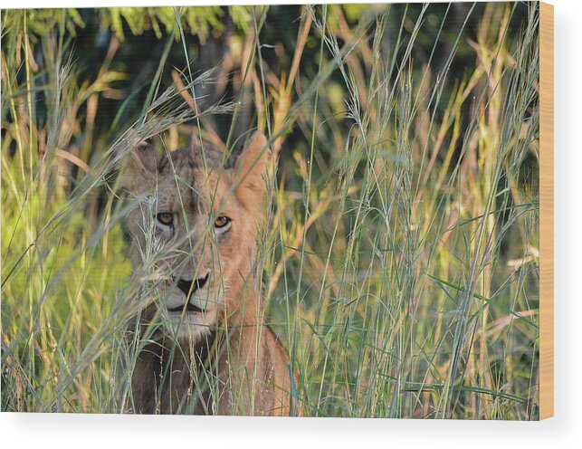 Lion Wood Print featuring the photograph Lion warily watching by Gaelyn Olmsted