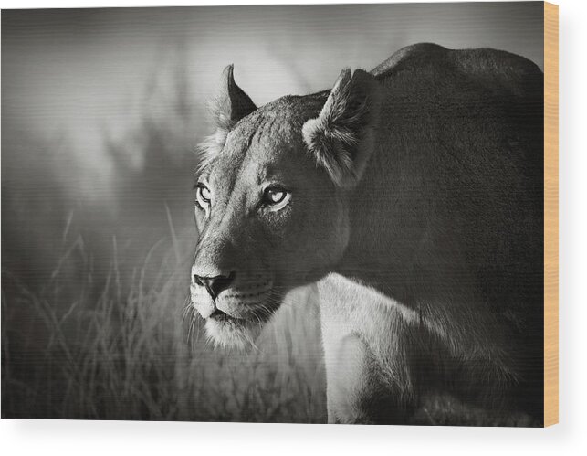 Lioness Wood Print featuring the photograph Lioness stalking by Johan Swanepoel