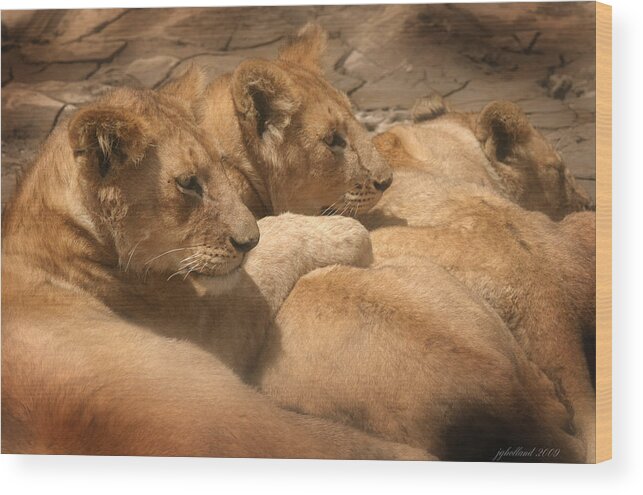 Lions Wood Print featuring the photograph Lions of Serengeti by Joseph G Holland
