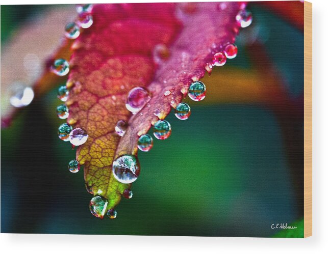 Flora Wood Print featuring the photograph Liquid Beads by Christopher Holmes