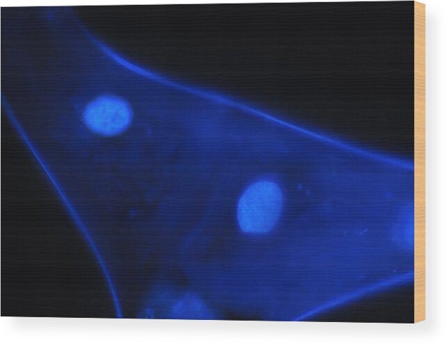 Blue Wood Print featuring the photograph Liquid Blue 1 by Mark Fuller