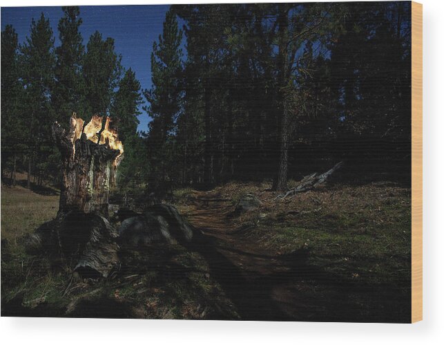 Landscape Wood Print featuring the photograph Lit Log Along the Trail by Scott Cunningham