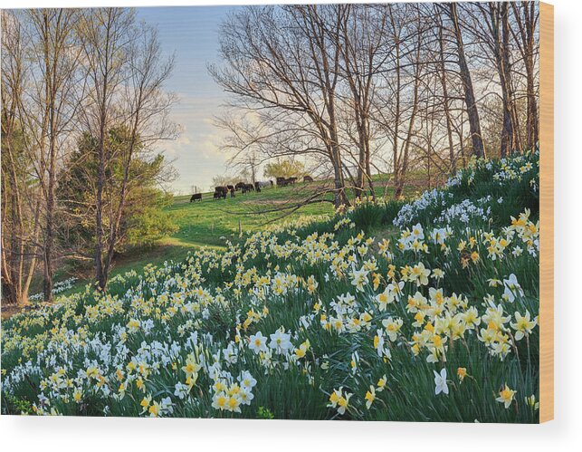 Grazing Cows Wood Print featuring the photograph Litchfield Connecticut Daffodil Cows by Bill Wakeley