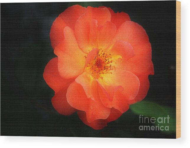 Flower Wood Print featuring the photograph Lite up by Merle Grenz