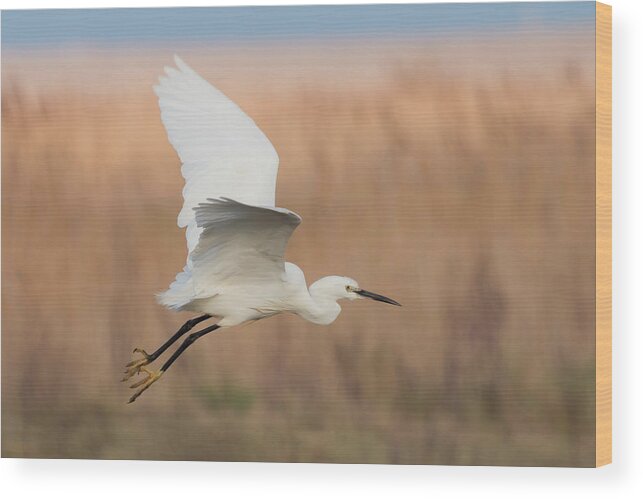 Litte Wood Print featuring the photograph Little Egret by Wendy Cooper