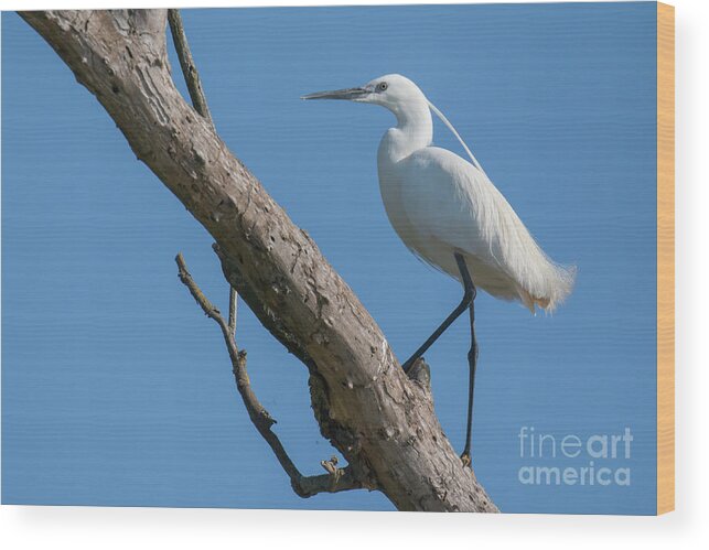 Animal Wood Print featuring the photograph Little egret #1 by Jivko Nakev