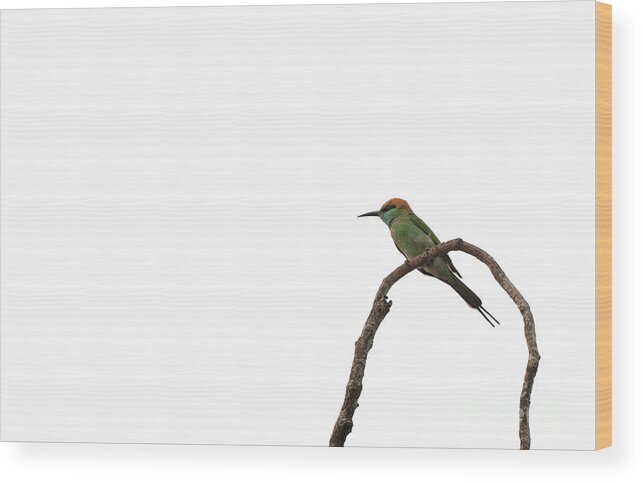Yala National Park Wood Print featuring the photograph Little Green Bee Eater Merops orientalis by Venura Herath