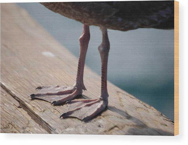 Bird Wood Print featuring the photograph Little Legs by Maria Aduke Alabi