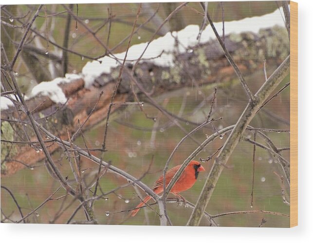 Cardinal Wood Print featuring the photograph Little Red Bird by Evelina Popilian