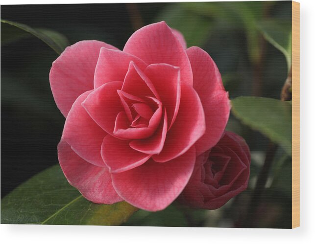 Camellia Wood Print featuring the photograph Little Ruby by Tammy Pool