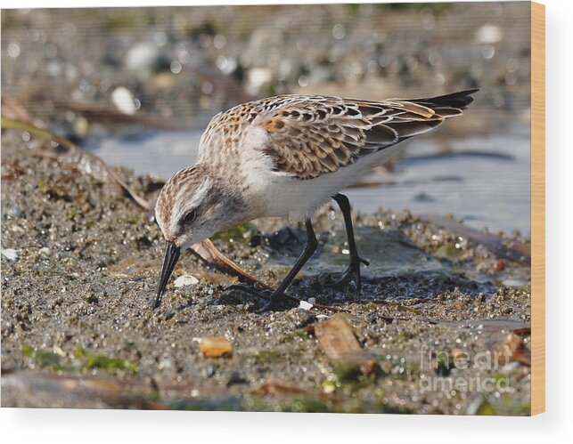 Sandpiper Wood Print featuring the photograph Little Western Sandpiper by Sue Harper