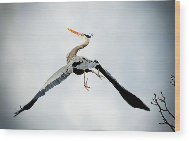 Blue Heron Wood Print featuring the photograph Live Free and Fly by Rodney Campbell
