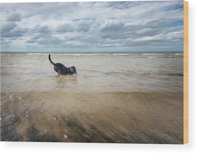 Dog Wood Print featuring the photograph Live in the moment by Jean Gill