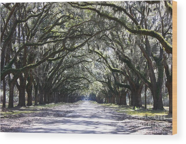 Landscape Wood Print featuring the photograph Live Oak Lane in Savannah by Carol Groenen