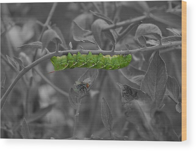 Insect Wood Print featuring the photograph Living in Harmony by Teresa Blanton